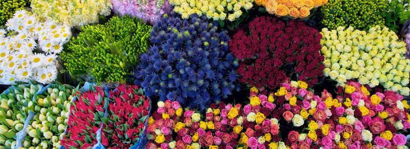 mỗi loại hoa ứng với một cách bảo quản khác nhau