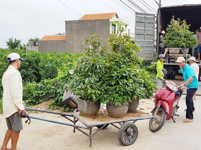 Kỹ thuật bứng cây đúng kĩ thuật trong việc vận chuyển cây cảnh đi xa