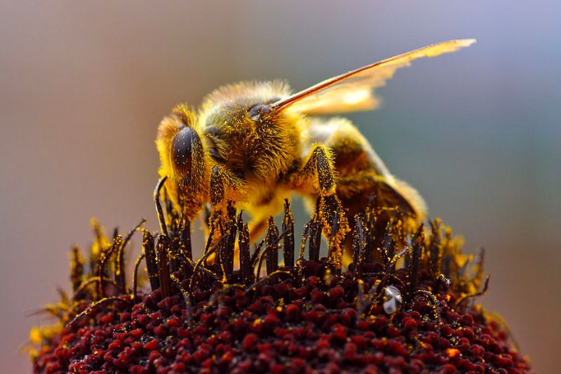 Trong phong thuỷ ong mang ý nghĩa gì?