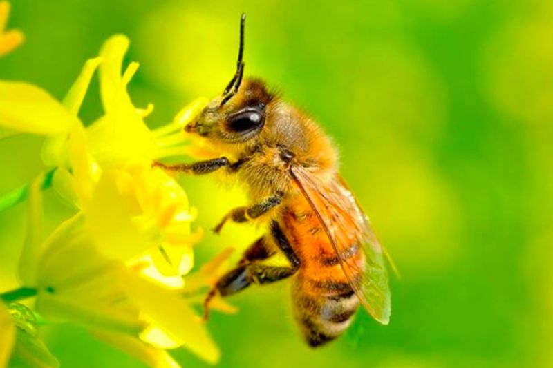 Ong mật vào nhà có điềm báo gì?